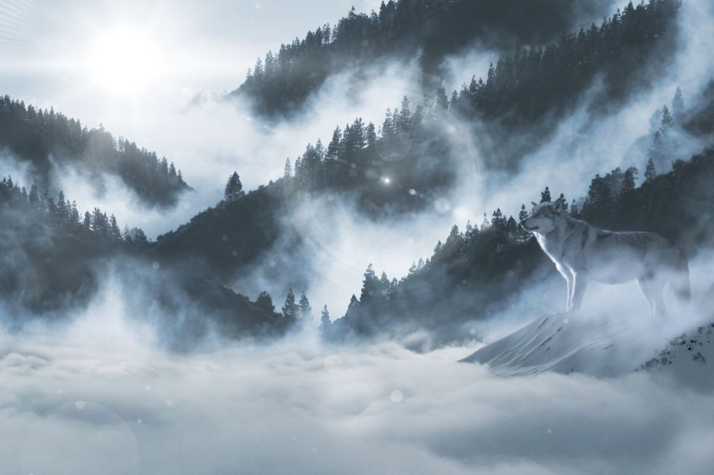 Track wolves through the heart of Wyoming's National Parks including Yellowstone, Jackson Hole, Grand Teton, and more