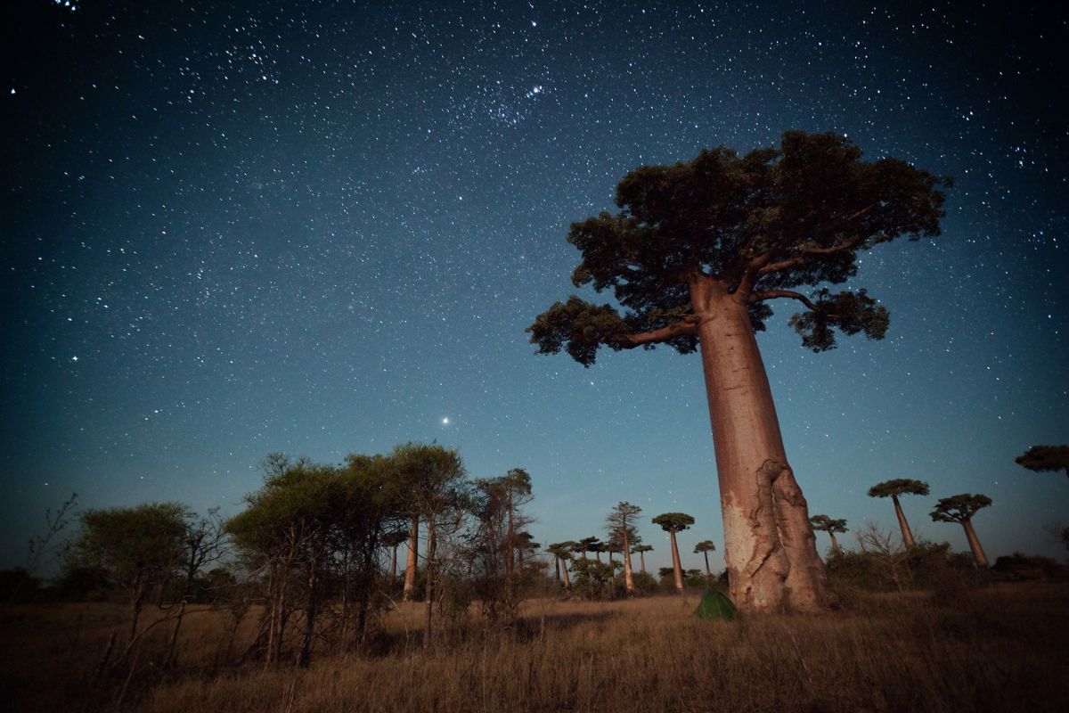 This guided journey through Madagascar spotlights its wildlife and culture