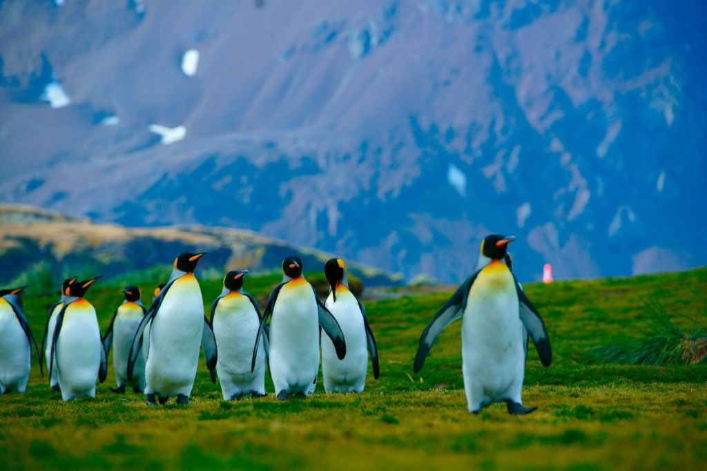 Voyage to the rarely visited shores and isles of the South Atlantic including Argentina, South Georgia, and the Falkland Islands