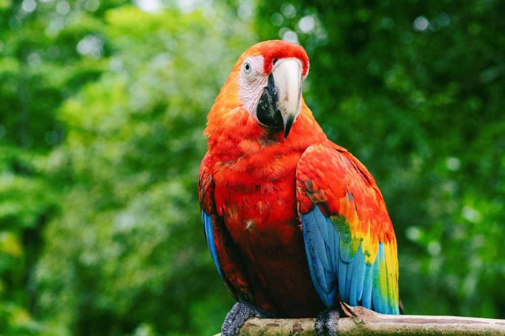 Embark on a luxury cruise through the Amazon and along Brazil's coast