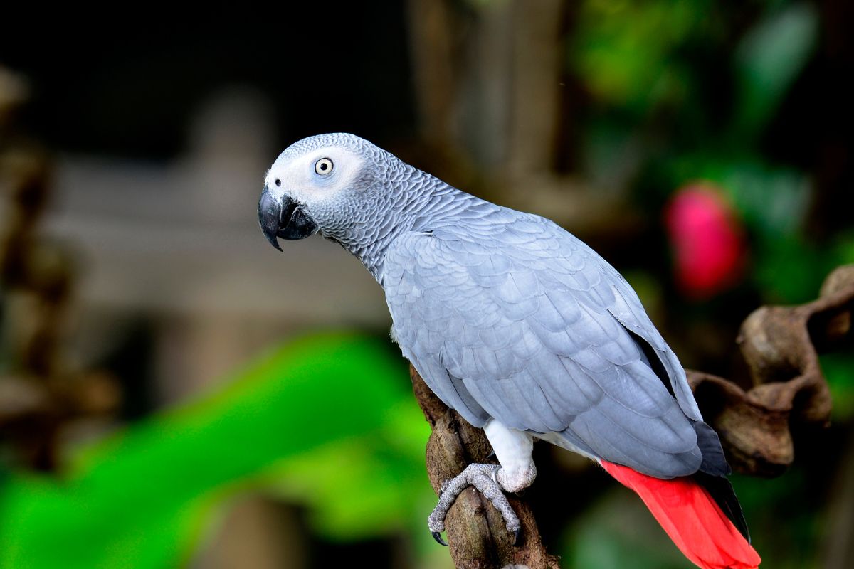 Explore the vibrant Rainforests and remote jungles of the Congo, rich in wildlife and unique experiences