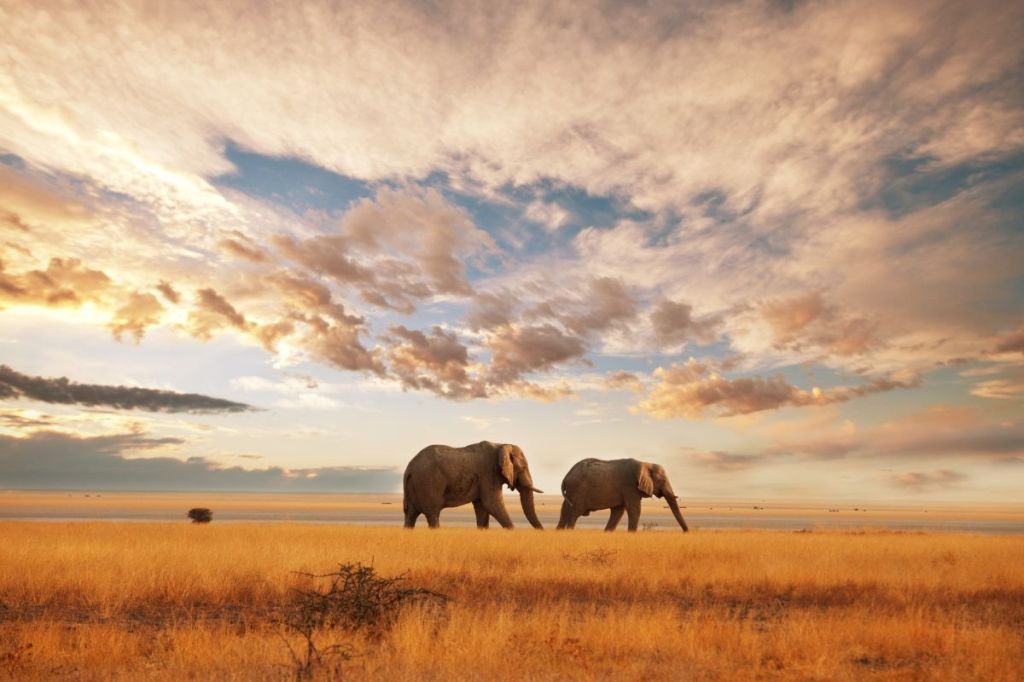 Get up close to giraffes, elephants, and other big game animals on this luxury safari in Kenya