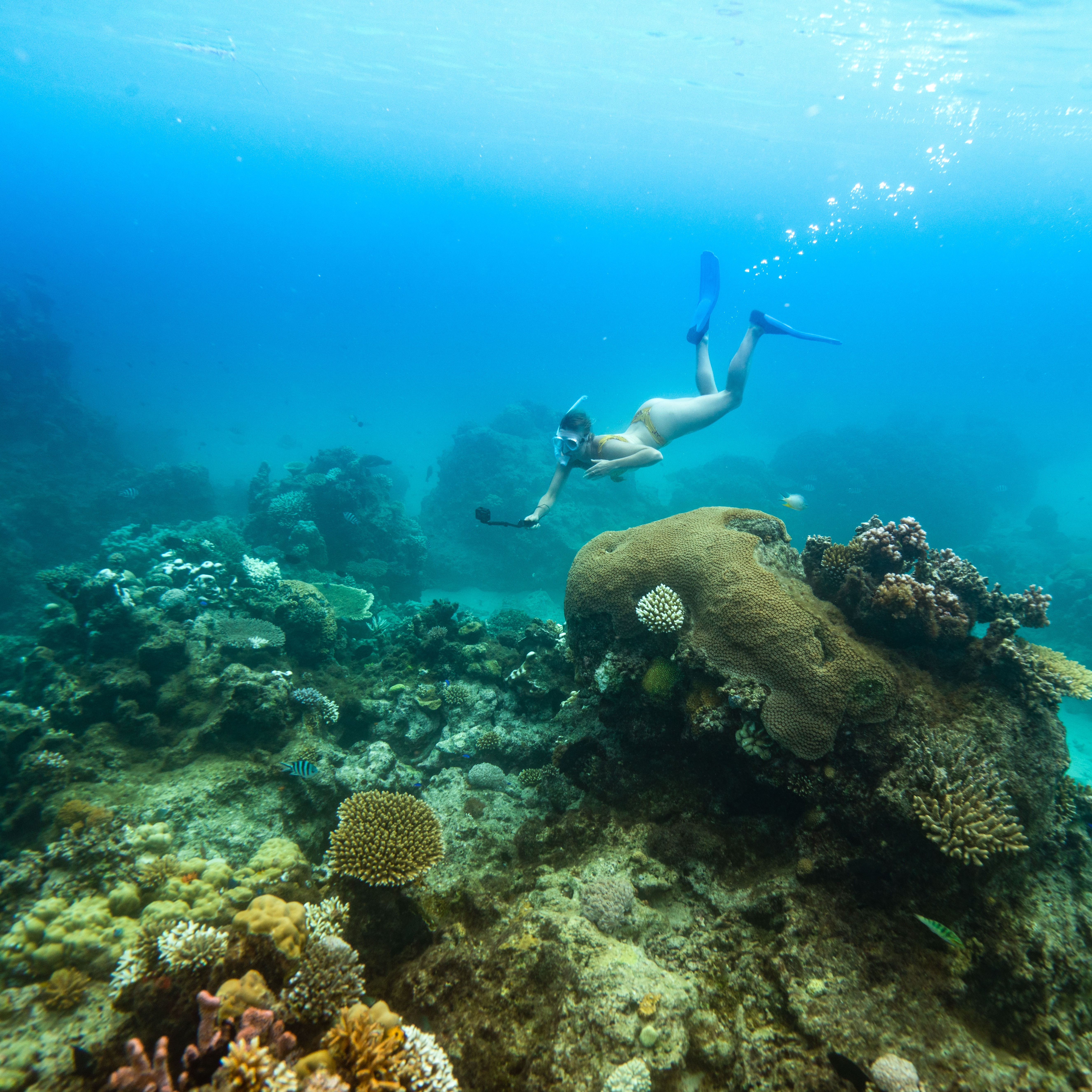 Snorkel the reefs at Royal Davui Private Island, Fiji